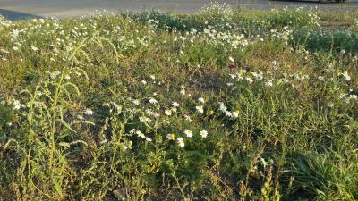 Прикрепленное изображение: 20141003_174508.jpg